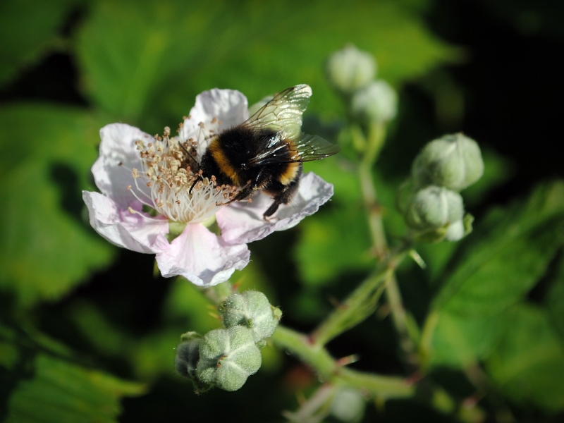 Nikon Bees 150615 (26)